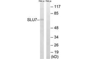 Western blot analysis of extracts from HeLa cells, using SLU7 Antibody. (SLU7 anticorps  (AA 113-162))