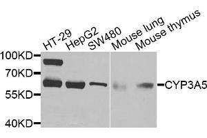 Western blot analysis of extracts of various cells, using CYP3A5 antibody.