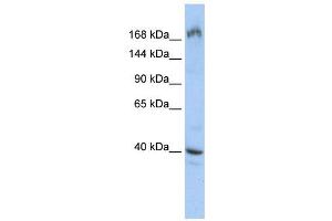 WB Suggested Anti-EIF4G1  Antibody Titration: 0. (EIF4G1 anticorps  (Middle Region))
