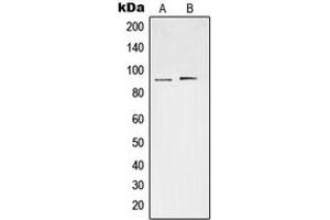 Western blot analysis of STAT3 (pS727) expression in HeLa (A), Raw264. (STAT3 anticorps  (C-Term, pSer727))