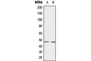 Western blot analysis of CTBP2 expression in A549 (A), HepG2 (B) whole cell lysates. (CTBP2 anticorps  (C-Term))