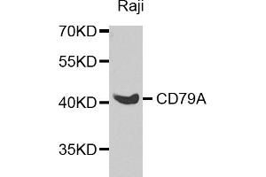 Western blot analysis of extracts of Raji cells, using CD79A antibody (ABIN5974434) at 1/1000 dilution. (CD79a anticorps)