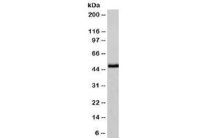 IHC testing of FFPE human pancreas with NSE antibody (clone NSEL1-1). (ENO2/NSE anticorps  (AA 416-433))