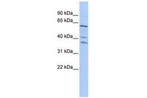 Image no. 1 for anti-HIV-1 Rev Binding Protein (HRB) (AA 179-228) antibody (ABIN6740676) (AGFG1 anticorps  (AA 179-228))