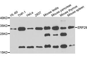 Western blot analysis of extracts of various cell lines, using ERP29 antibody (ABIN5995408) at 1/1000 dilution. (ERP29 anticorps)