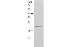 Western Blotting (WB) image for Family with Sequence Similarity 3, Member A (FAM3A) (AA 34-230) protein (His-IF2DI Tag) (ABIN7122880)