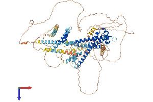 AlphaFold protein structure predicition of Mouse Recombinant Myrip Protein, UniprotID Q8K3I4
