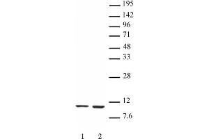 Histone H4K16ac antibody (mAb) tested by Western blot. (Histone H4 anticorps  (acLys16))
