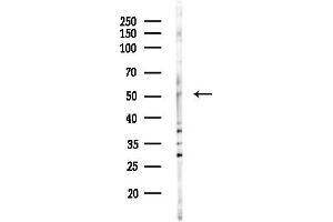 anti-Activating Transcription Factor 7 (ATF7) (N-Term) antibody