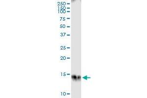 Immunoprecipitation of S100A7 transfected lysate using anti-S100A7 MaxPab rabbit polyclonal antibody and Protein A Magnetic Bead , and immunoblotted with S100A7 purified MaxPab mouse polyclonal antibody (B01P) .