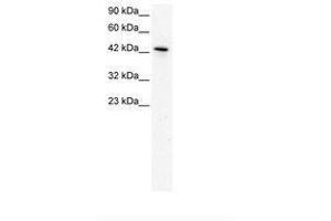 Image no. 2 for anti-Kruppel-Like Factor 15 (KLF15) (AA 45-94) antibody (ABIN202473)