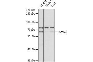 Western blot analysis of extracts of various cell lines, using PSMD3 antibody (ABIN3023699, ABIN3023700, ABIN3023701 and ABIN6219819) at 1:400 dilution. (PSMD3 anticorps)