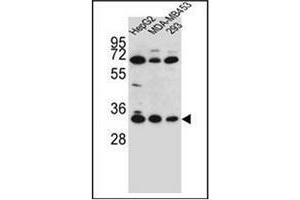 Western blot analysis of OR2T3 Antibody (C-term) in HepG2, MDA-MB453, 293 cell line lysates (35ug/lane). (OR2T3 anticorps  (C-Term))