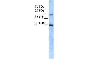WB Suggested Anti-CA8 Antibody Titration:  5. (CA8 anticorps  (N-Term))