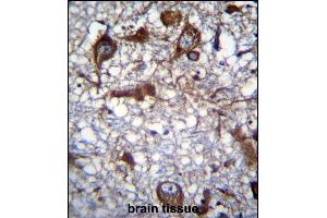 RM50 Antibody (C-term) (ABIN656854 and ABIN2846059) immunohistochemistry analysis in formalin fixed and paraffin embedded human brain tissue followed by peroxidase conjugation of the secondary antibody and DAB staining.