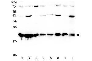 Western blot testing of human 1) HeLa, 2) MCF7, 3) COLO320, 4) HepG2, 5) placenta, 6) A549, 7) SKOV3, and 8) PANC-1 cell lysate with CBX3 antibody at 0. (CBX3 anticorps)