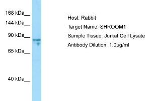 Host: Rabbit Target Name: SHROOM1 Sample Type: Jurkat Whole Cell lysates Antibody Dilution: 1.
