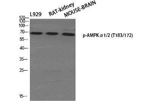 Western Blot (WB) analysis of specific cells using Phospho-AMPKalpha1/2 (T183/172) Polyclonal Antibody. (PRKAA1/PRKAA2 anticorps  (pThr172, pThr183))