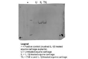 Sample Type:  Equine Cartilage Explants    Primary Dilution:  1:1000    Secondary:  Abcam ab97200 (Dilution: 1:20,000) (MMP3 anticorps  (Middle Region))