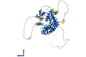 AlphaFold protein structure predicition of Mouse Recombinant Polh Protein, UniprotID Q9JJN0