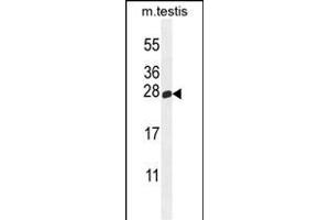 PLD6 Antibody (Center) (ABIN655233 and ABIN2844837) western blot analysis in mouse testis tissue lysates (35 μg/lane). (PLD6 anticorps  (AA 125-154))