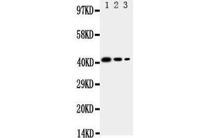 Lane 3: Recombinant Human CD68 Protein 2. (CD68 anticorps  (C-Term))
