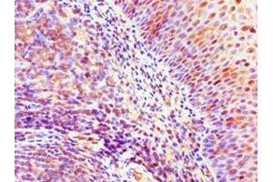 Immunohistochemistry of paraffin-embedded human tonsil tissue using ABIN7169428 at dilution of 1:100