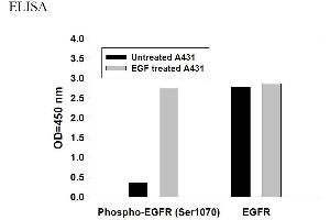 Image no. 5 for Epidermal Growth Factor Receptor (EGFR) ELISA Kit (ABIN625234) (EGFR Kit ELISA)