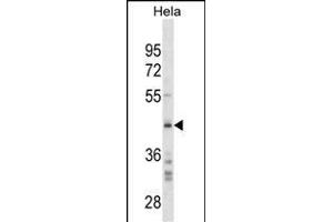 SRC Antibody (C-term)(Ascites) ABIN1882278 western blot analysis in Hela cell line lysates (35 μg/lane). (SPARC anticorps  (C-Term))