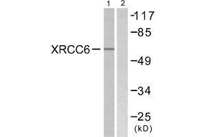 Western blot analysis of extracts from K562 cells, using XRCC6 antibody. (XRCC6 anticorps  (C-Term))