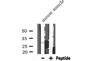 Western blot analysis of PDX1 expression in Mouse muscle lysate (PDX1 anticorps  (Internal Region))