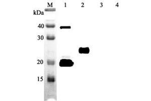 Western blot analysis of human IL-33 using anti-IL-33 (human), mAb (IL33305B)  at 1:2,000 dilution. (IL-33 anticorps)