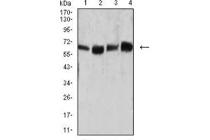 Western blot analysis using CD66A mouse mAb against HepG2 (1), SK-MES-1 (2), Hela (3), and A549 (4) cell lysate.