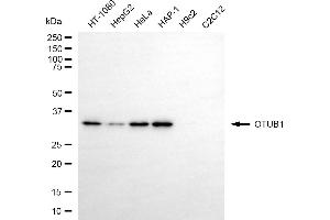 Western blotting analysis using OTUB1 antibody (ABIN7799711).