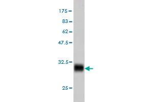 Western Blot detection against Immunogen (31.