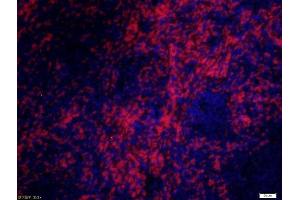 Paraformaldehyde-fixed, paraffin embedded rat spleen, Antigen retrieval by boiling in sodium citrate buffer (pH6) for 15min, Block endogenous peroxidase by 3% hydrogen peroxide for 30 minutes, Blocking buffer (normal goat serum) at 37°C for 20min, Antibody incubation with CD8 alpha Polyclonal Antibody, Unconjugated  at 1:200 overnight at 4°C, followed by a conjugated secondary Goat Anti-Rabbit IgG, Cy3 conjugated-Cy3)used at 1:200 dilution for 40 minutes at 37°C and DAPI staining.
