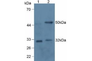 Mouse Detection antibody from the kit in WB with Positive Control: Sample Lane1: Human 293T Cells; Lane2: Rat Thymus lysate. (RANKL Kit CLIA)