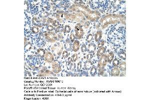Human kidney (Caveolin-1 anticorps  (N-Term))