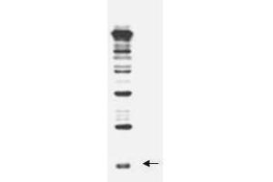 Anti-Rub1 antibody, generated by immunization with full-length, recombinant yeast Rub1, was tested by western blot against a yeast cell lysate. (NEDD8 anticorps)