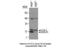 Image no. 2 for anti-Microtubule-Associated Protein 1 Light Chain 3 alpha (MAP1LC3A) (AA 1-100), (N-Term) antibody (ABIN363515)