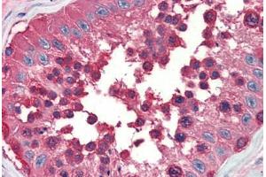 Human Testis (formalin-fixed, paraffin-embedded) stained with Heat Shock Protein 90 (HSP90) antibody ABIN462104 at 10 ug/ml followed by biotinylated secondary antibody, alkaline phosphatase-streptavidin and chromogen.