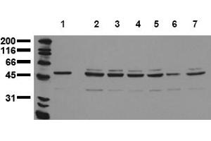 Western Blotting (WB) image for anti-Aurora Kinase A (AURKA) (N-Term) antibody (ABIN492608) (Aurora A anticorps  (N-Term))
