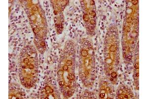 IHC image of ABIN7146330 diluted at 1:150 and staining in paraffin-embedded human small intestine tissue performed on a Leica BondTM system.