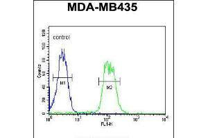 Flow cytometric analysis of MDA-MB435 cells (right histogram) compared to a negative control cell (left histogram). (ATHL1 anticorps  (C-Term))