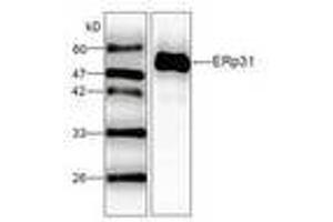 Image no. 1 for anti-Endoplasmic Reticulum Protein 29 (ERP29) (AA 33-261) antibody (ABIN791434) (ERP29 anticorps  (AA 33-261))
