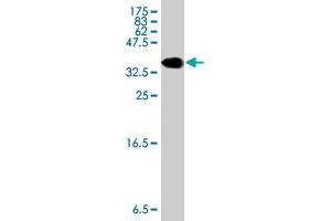 Western Blot detection against Immunogen (36.