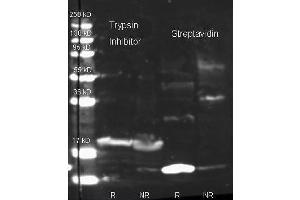 Western Blot of Rabbit Anti Trypsin Inhibitor antibody. (Trypsin Inhibitor anticorps  (HRP))