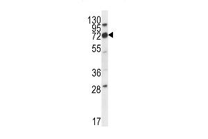 IGSF8 Antibody (Center) (ABIN656323 and ABIN2845622) western blot analysis in mouse cerebellum tissue lysates (35 μg/lane). (IGSF8 anticorps  (AA 226-254))