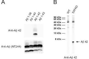 A: ECL detection of different synthetic Abeta species with anti-Abeta 42 (dilution 1 : 1000) and a monoclonal anti-Abeta antibody (clone NT244, cat. (Abeta 1-42 anticorps)