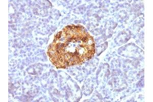 Formalin-fixed, paraffin-embedded human Pancreas stained with Chromogranin A Monoclonal Antibody (CGA/413)